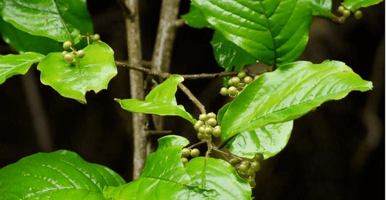 Αγιουρβεδικό βότανο Vidanga - μια αποτελεσματική θεραπεία κατά των παρασίτων στα έντερα