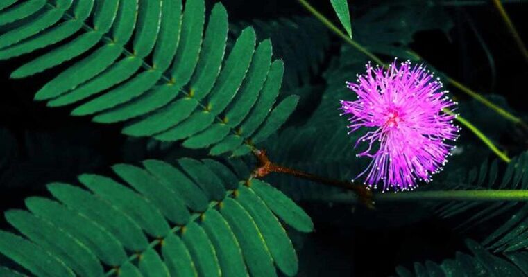 Οι σπόροι Mimosa pudica βοηθούν στην απομάκρυνση των παρασίτων από το σώμα